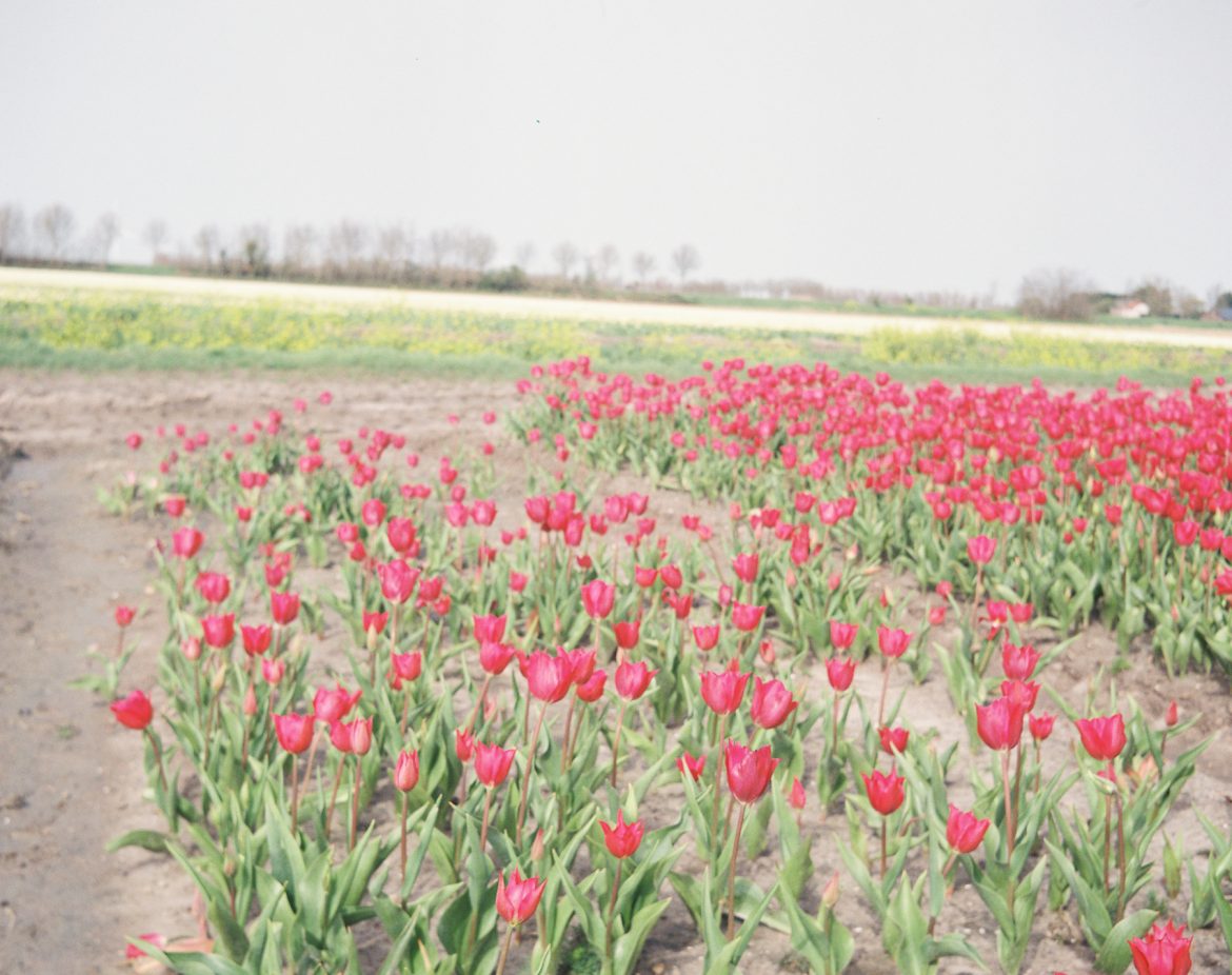 Flowerscape (2024)